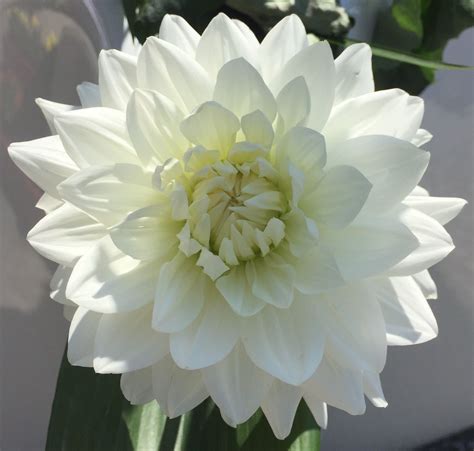 The Gleaming Magical Dahlia in Art and Literature